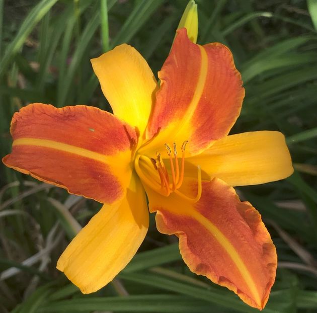 Daylily Frans Hals (2020, July 13) - Hemerocallis Frans Hals