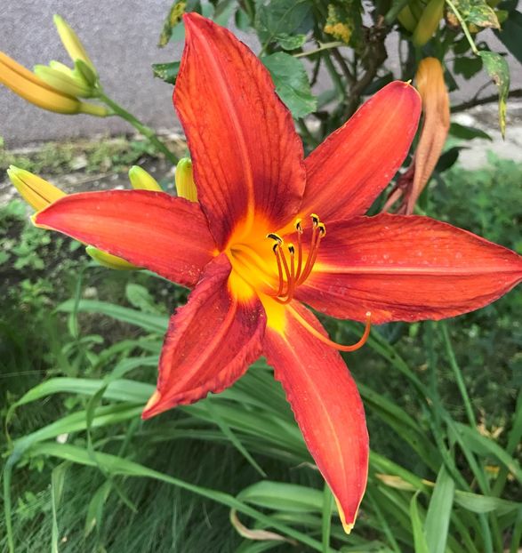 Red Daylily (2020, July 08) - Hemerocallis Red