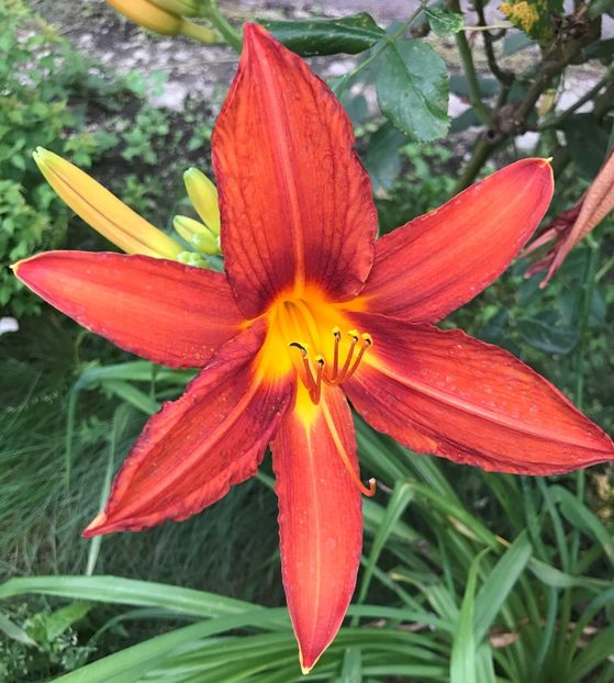 Red Daylily (2020, July 08) - Hemerocallis Red