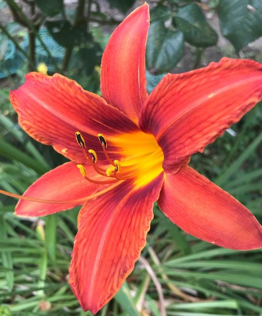 Red Daylily (2020, July 08) - Hemerocallis Red
