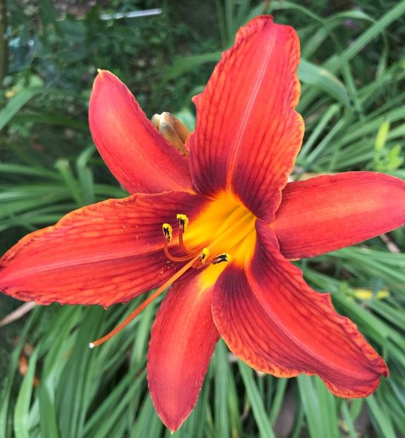 Red Daylily (2020, July 08) - Hemerocallis Red