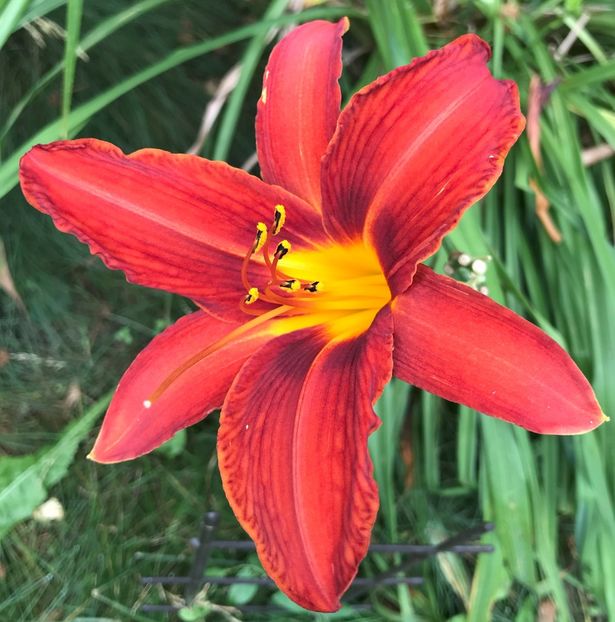 Red Daylily (2020, July 08) - Hemerocallis Red