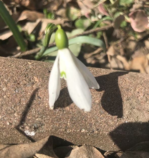 Snowdrops_Ghiocei (2021, March 05) - GHIOCEI_Galanthus nivalis