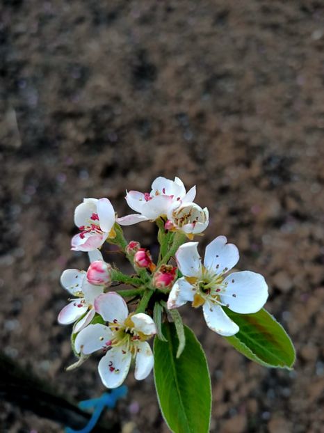 Img.2024.04.01 - Pomi fructiferi de la nea Sorel