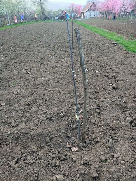 Img.2024.04.01 - Pomi fructiferi de la nea Sorel