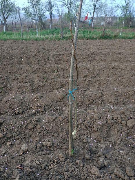 Img.2024.04.01 - Pomi fructiferi de la nea Sorel