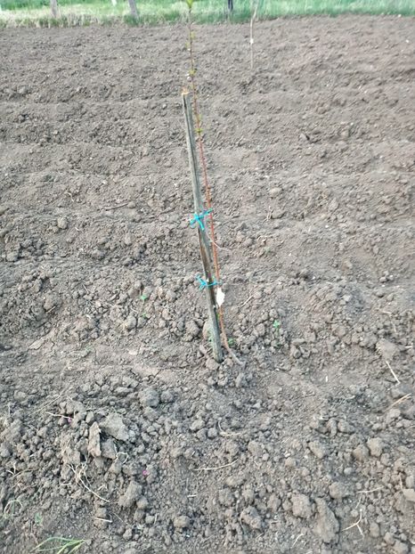 Img.2024.04.01 - Pomi fructiferi de la nea Sorel