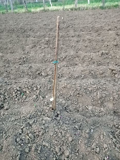 Img.2024.04.01 - Pomi fructiferi de la nea Sorel