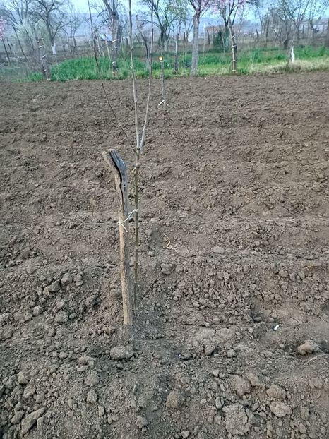 Img.2024.04.01 - Pomi fructiferi de la nea Sorel