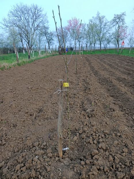 Img.2024.04.01 - Pomi fructiferi de la nea Sorel