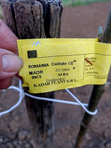 Img.2024.04.01 - Pomi fructiferi de la nea Sorel