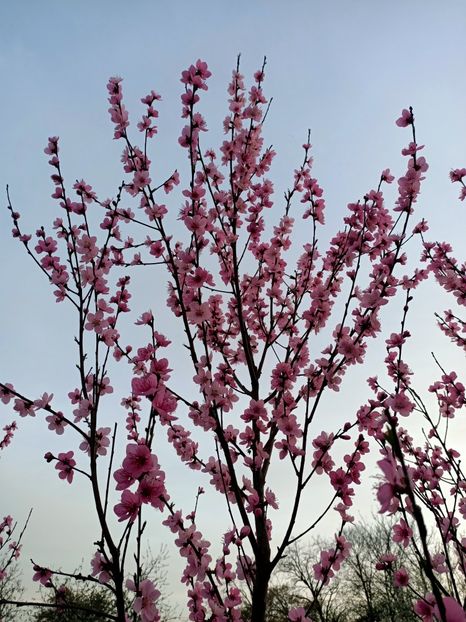 Img.2024.04.01 - Pomi fructiferi de la nea Sorel