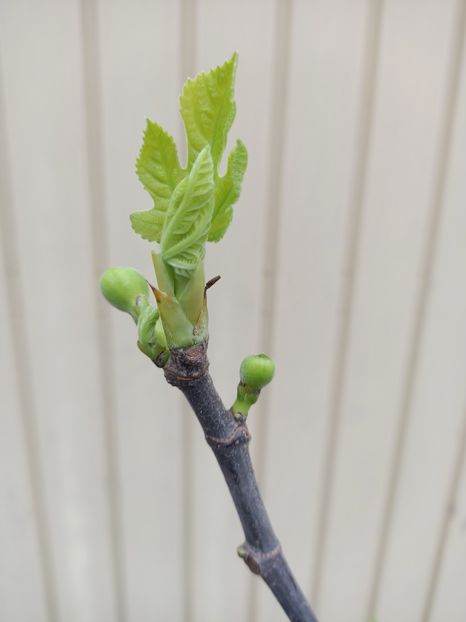 Img.2024.03.27 - Pomi fructiferi de la nea Sorel