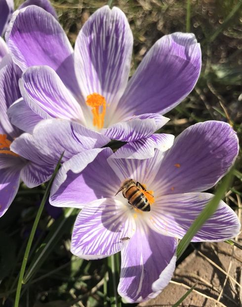 Crocus Pickwick (2021, March 26) - Crocus Pickwick