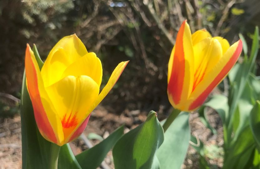 Tulip Stresa (2021, March 31) - Tulipa Stresa