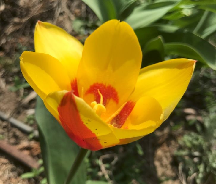 Tulip Stresa (2021, April 02) - Tulipa Stresa
