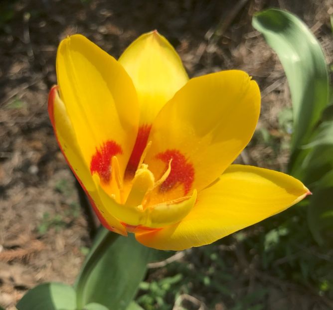 Tulip Stresa (2021, April 02) - Tulipa Stresa