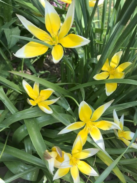 Tulipa Tarda (2021, April 25) - Tulipa Tarda