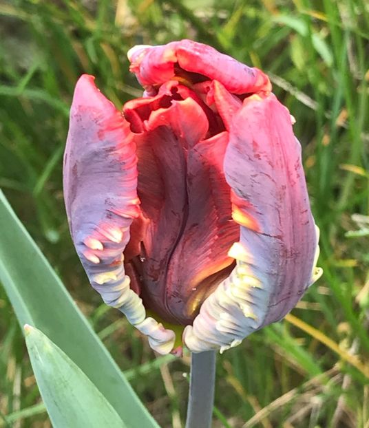 Tulip Rococo (2021, April 27) - Tulipa Rococo Parrot