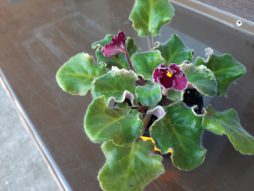  - LE- Shelkovye kruzheva