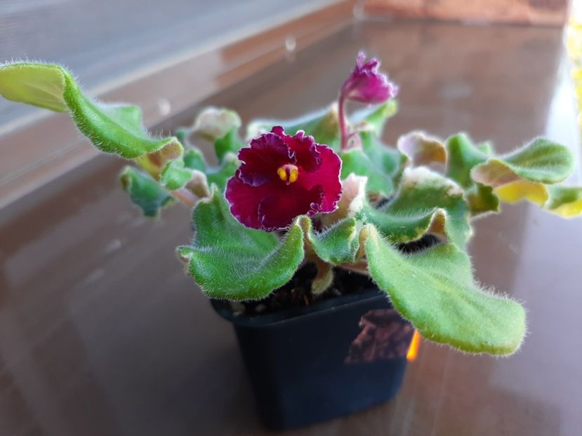  - LE- Shelkovye kruzheva