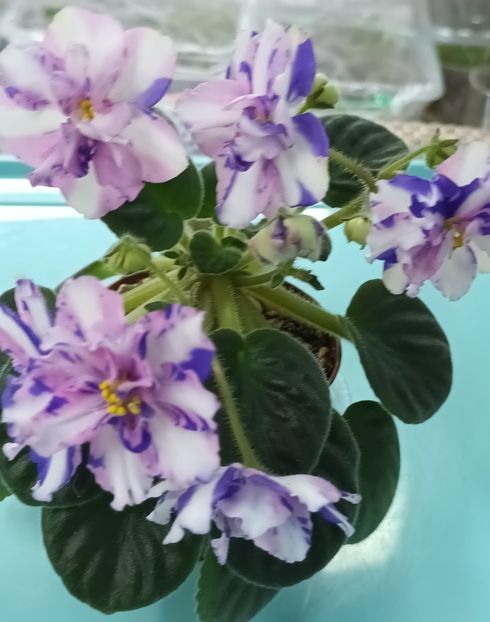  - MK - Veter Peremen chimera