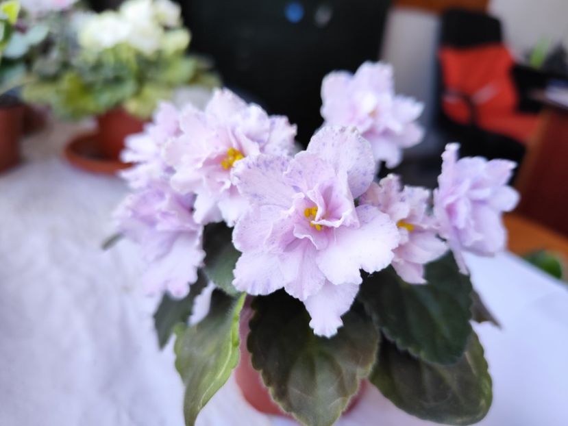 10 aprilie 2024 - Fantasy Fiesta