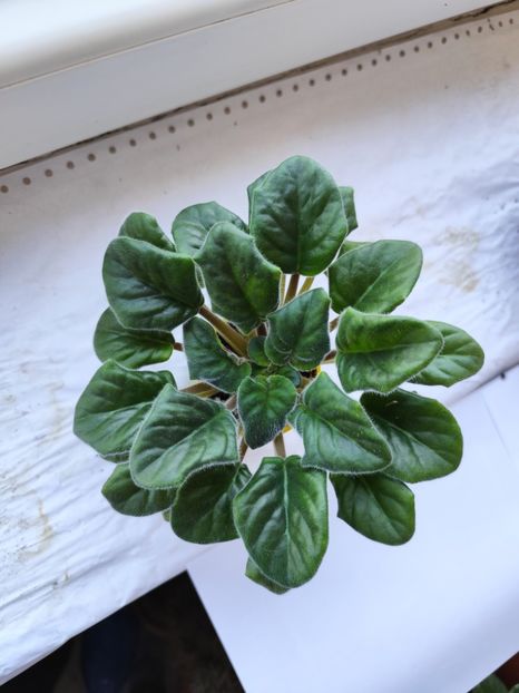 10 aprilie 2024 - EK Krasavica Moskvy