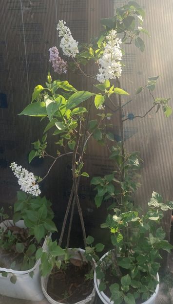  - A Arbusti pomi decorativi și fructiferi urcatoare de vanzare