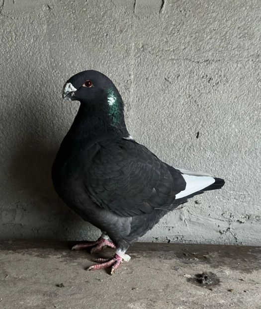 54AB5CBC-4238-4112-AF95-E16F0D401F39 - AMERICAN GIANT HOMER 2025