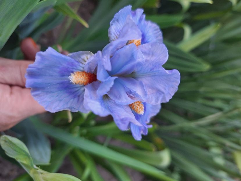 Crank it up - Irisi 2024