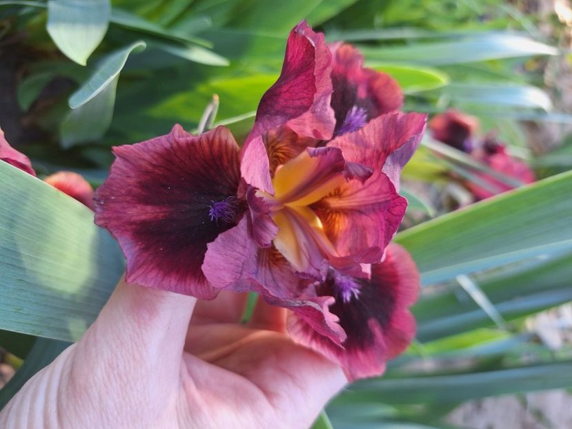 Lady in red - Irisi 2024