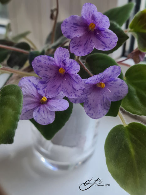  - Coral SparkleTrail