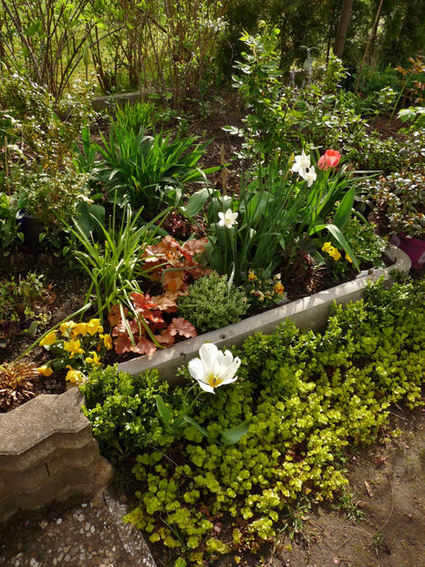  - 2024 - 01 - Primavara