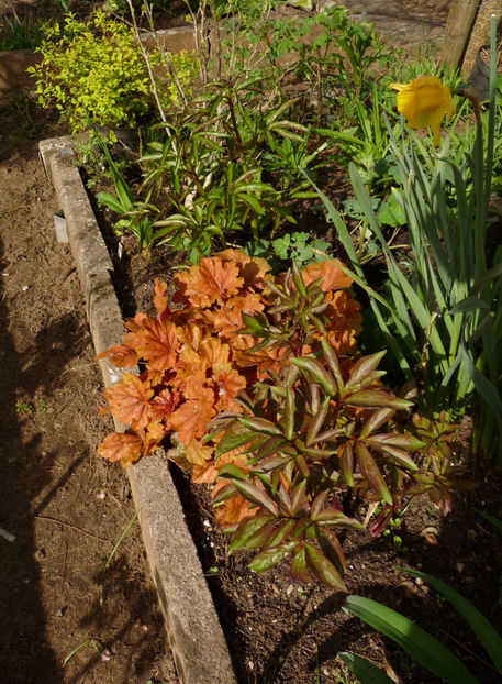  - 2024 - 01 - Primavara