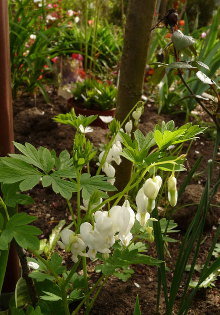  - 2024 - 01 - Primavara