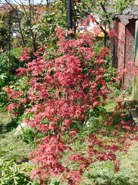  - Gradina 2024
