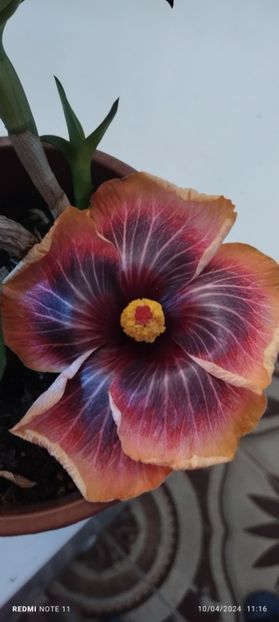  - Hibiscusi