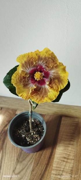  - Hibiscusi