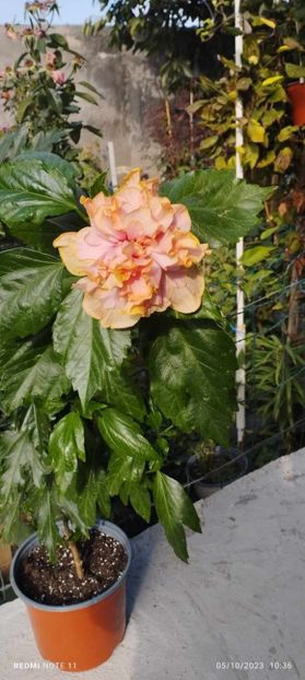 received_889209736118821 - Hibiscusi