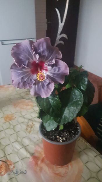 IMG-20211016-WA0001 - Hibiscusi