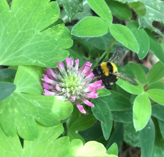 BumbleBee on Red Clover ('20, June 20) - BEES and BUMBLEBEES