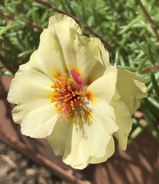 Portulaca grandiflora (2020, Aug.13) - PORTULACA Grandiflora