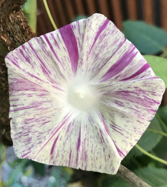 Carnevale di Venezia (2020, Aug.08) - Carnevale di Venezia