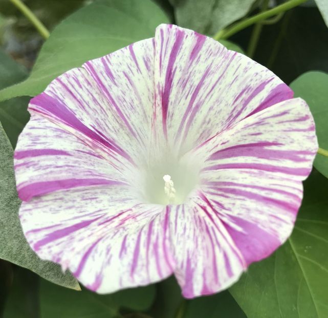 Carnevale di Venezia (2020, Aug.30) - Carnevale di Venezia