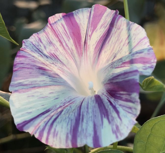 Carnevale di Venezia (2020, Sep.01) - Carnevale di Venezia