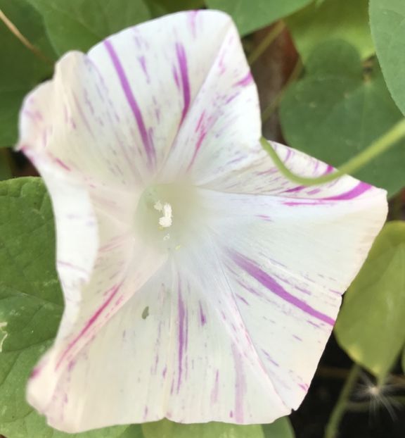 Carnevale di Venezia (2020, Sep.02) - Carnevale di Venezia