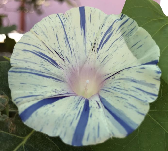 Carnevale di Venezia (2020, Sep.05) - Carnevale di Venezia