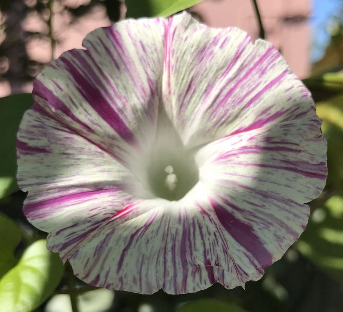 Carnevale di Venezia (2020, Sep.05) - Carnevale di Venezia