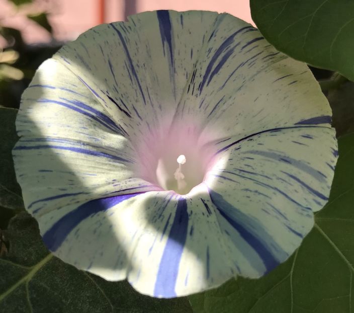 Carnevale di Venezia (2020, Sep.05) - Carnevale di Venezia